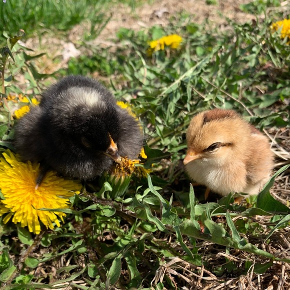 Meet your Posher, Alicia - Picture 1 of 1